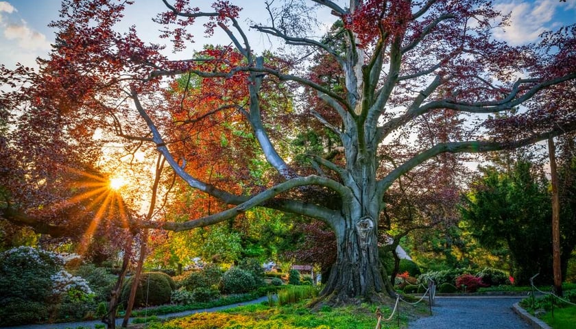 <p>Zdjęcie buka "Serce Ogrodu" w Arboretum Wojnowice Uniwersytetu Wrocławskiego</p>