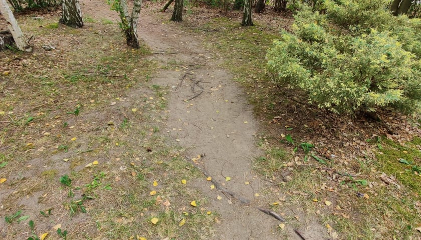 przed realizacją