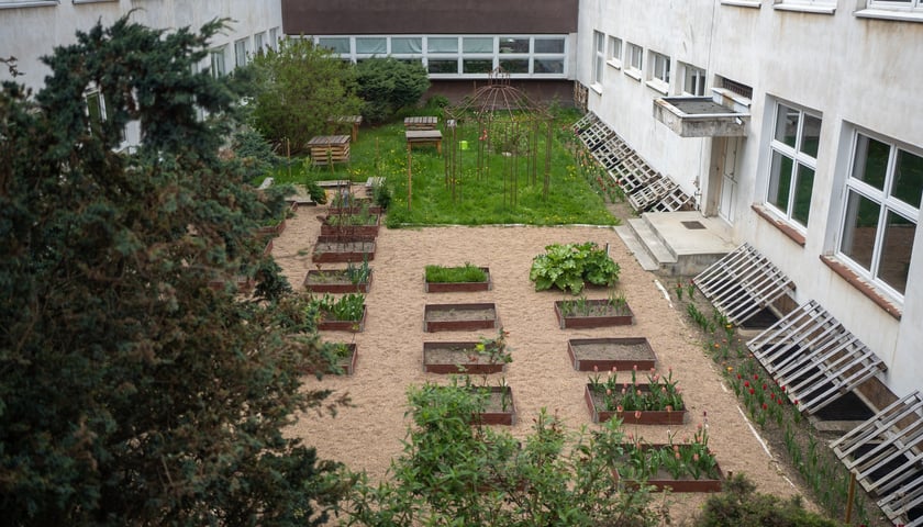 <p>Ogr&oacute;dek warzywny w szkole przy ul. Szkockiej</p>