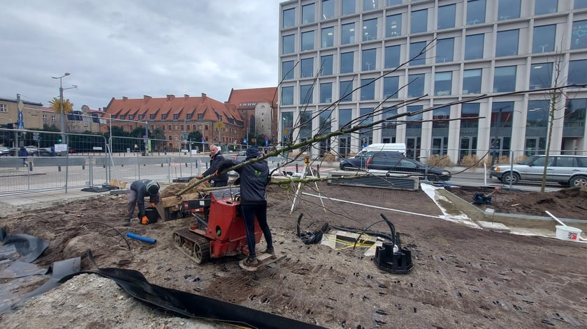 Nasadzenia na placu Nowy Targ