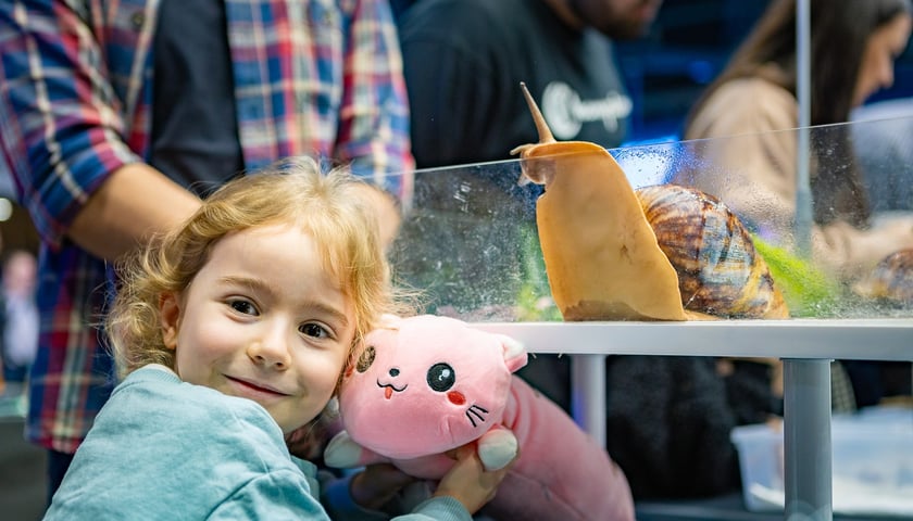 Na zdjęciu dziewczynka przy akwarium z olbrzymim ślimakiem