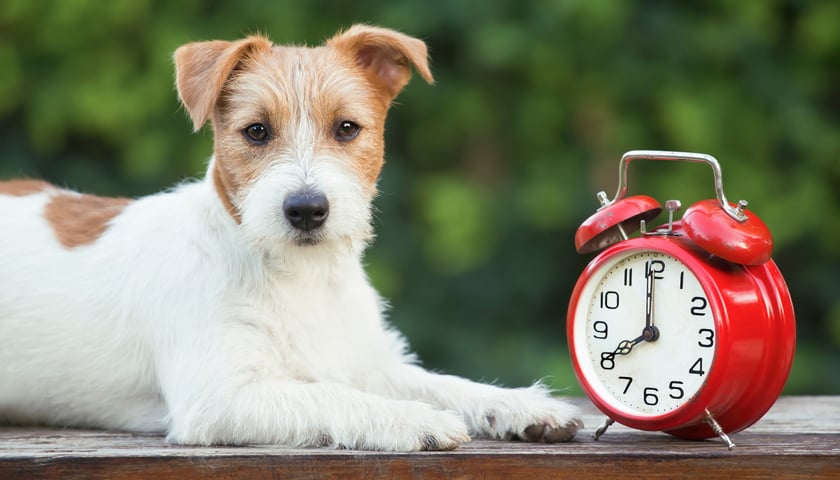 Na zdjęciu pies leżący obok czerwonego zegara. Sprawdź, kiedy będą zmiany czasu w 2024 roku.