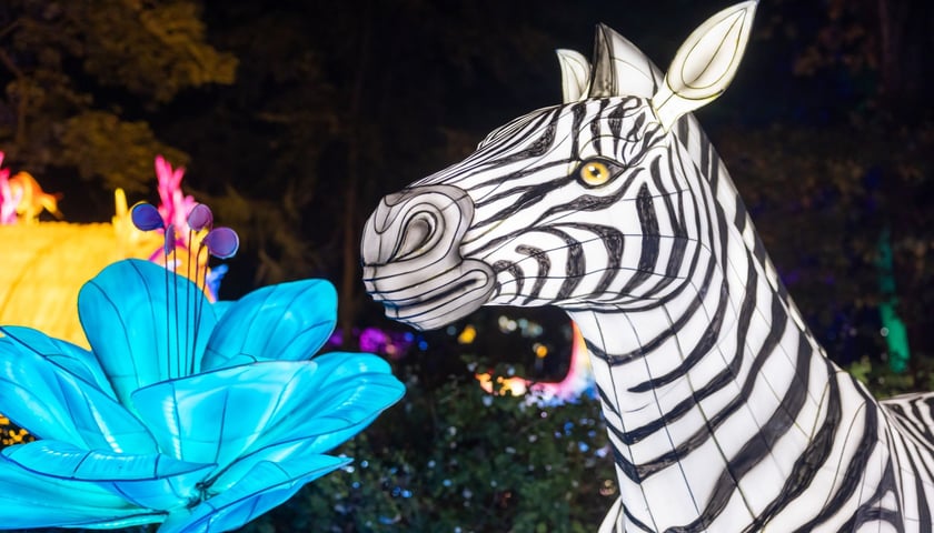 Wystawa Garden of Lights "Dzika Afryka". Z lewej podświetlana zebra