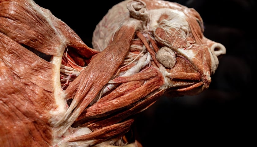 Model ludzkiego ciała z Plastinarium