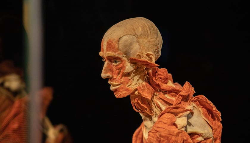 Model ludzkiego ciała z Plastinarium