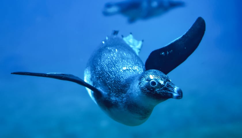 Pingwin z wrocławskiego zoo