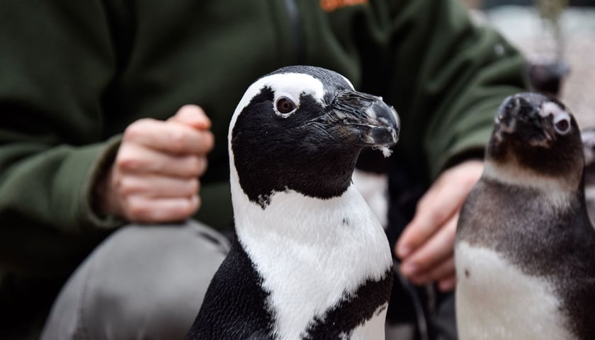 <p>Pingwin przylądkowy z zoo Wrocław. Dorosłe osobniki są czarno-białe</p>