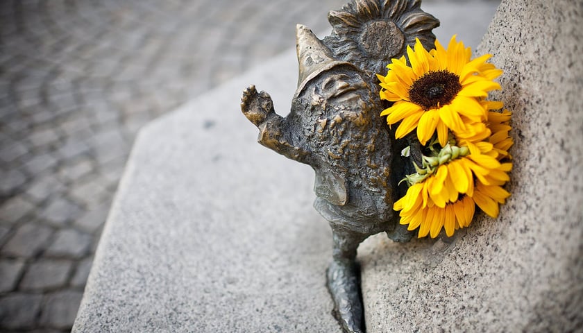 Krasnal Życzliwek ze słonecznikiem, zdjęcie ilustracyjne