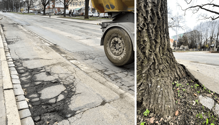 Nawierzchnia ul. Olszewskiego jest obecnie w złym stanie, a asfalt na poboczu szkodzi korzeniom dębów. 