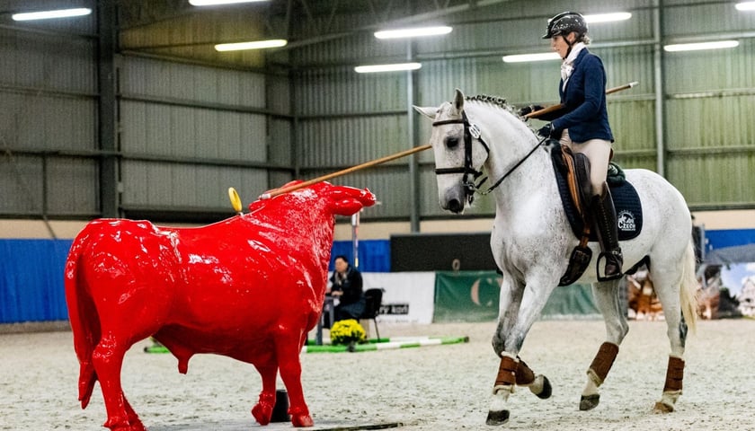 Podczas zawodów Working Equitation jeździec ze swoim koniem mają do wykonania wiele zadań, które wymagają dużych umiejętności. 