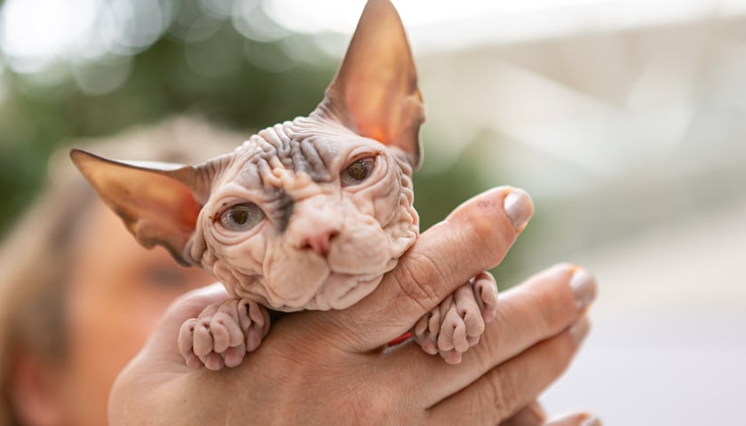 Portret kota z pokazu w Magnolii.