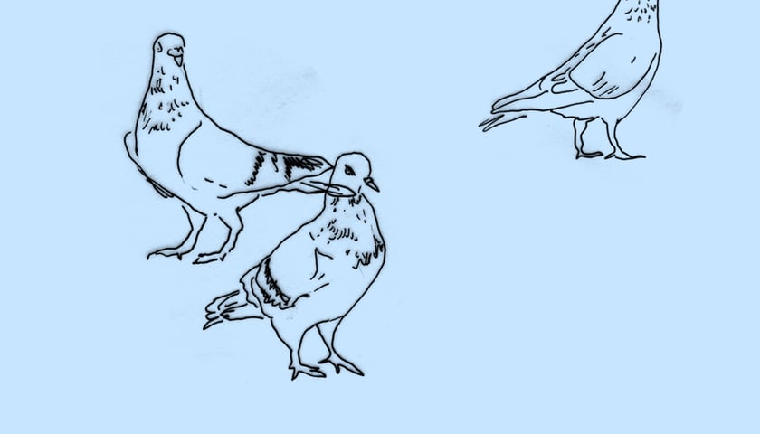 Gołębie na niebieski tle. Grafika ilustracyjna