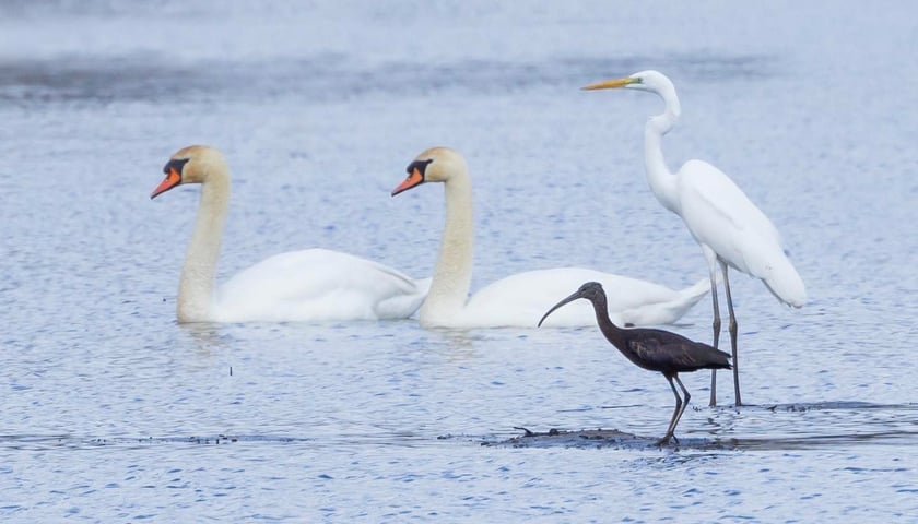 Ibis kasztanowaty w Rudzie Sułowskiej w Dolinie Baryczy