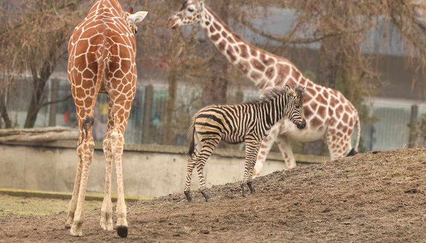 <p><strong> W ZOO Wrocław mieszka ponad 1000 gatunków zwierząt.</strong><span>&nbsp;</span><span>Podczas zwiedzania warto wejść do Afrykarium, Papugarni i Małpiarni. </span></p> <p><a href="htps://www.wroclaw.pl/dla-mieszkanca/co-na-wiosne-we-wroclawiu">Zobacz, co jeszcze robić wiosną we Wrocławiu!</a></p>