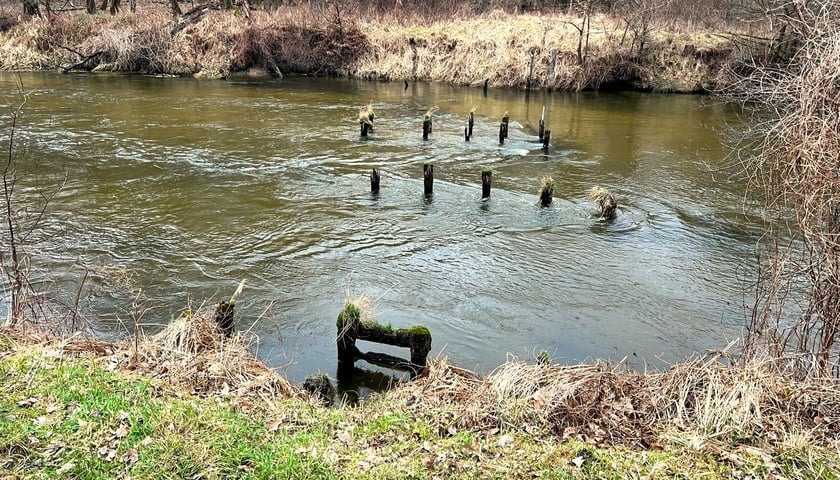 Na Widawie wciąż są pozostałości po starej przeprawie łączącej brzegi rzeki. Powstanie tu nowy mostek. 
