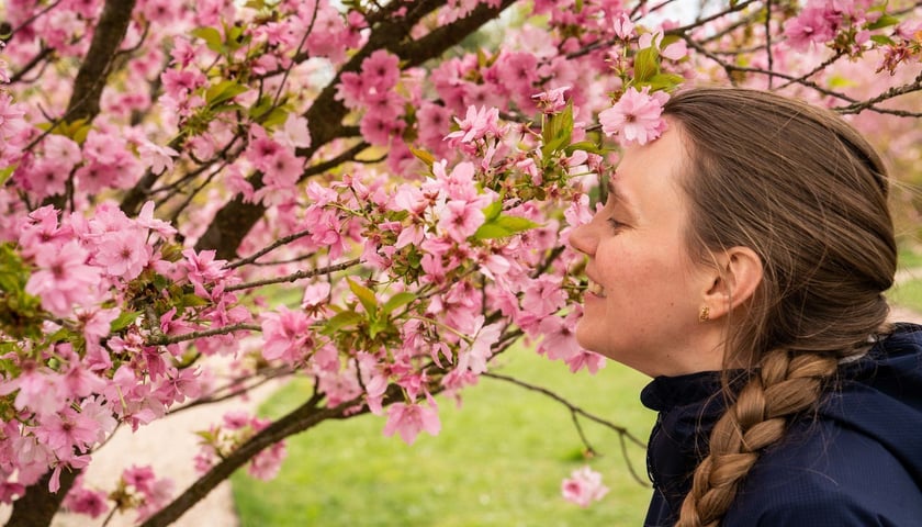 Kobieta podziwia kwiaty wiśni w parku Szczytnickim 