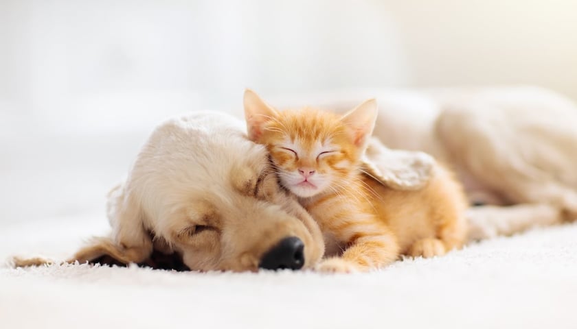 пес і кіт сплять, обнявшись. Безкоштовна стерилізація собак і котів у Вроцлаві