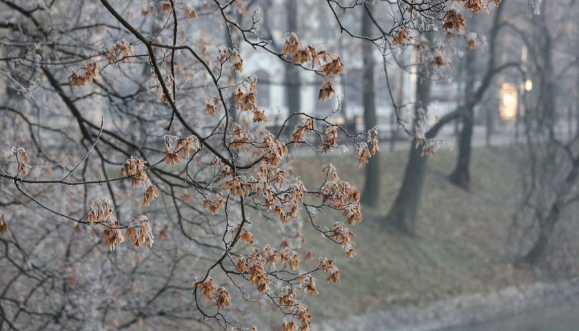 Na zdjęciu zmrożone gałązki drzew