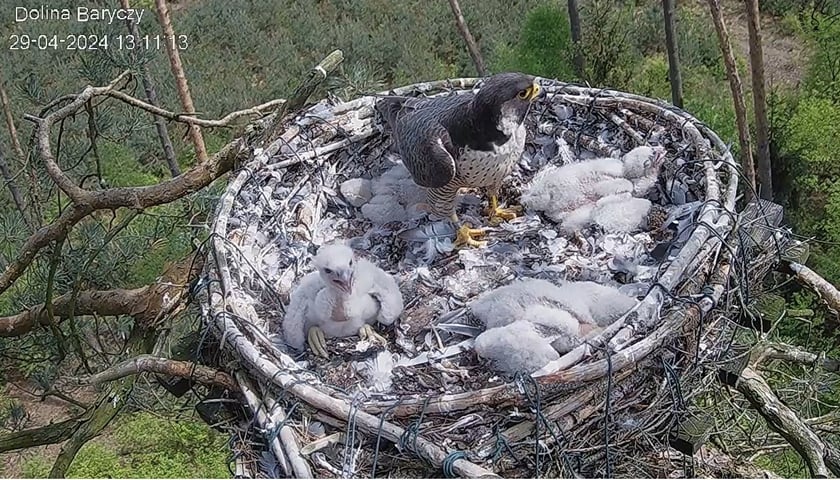 Podgląd na gniazdo sokołów wędrownych w Dolnie Baryczy. Na zdjęciu jeden dorosły ptak i cztery pisklęta