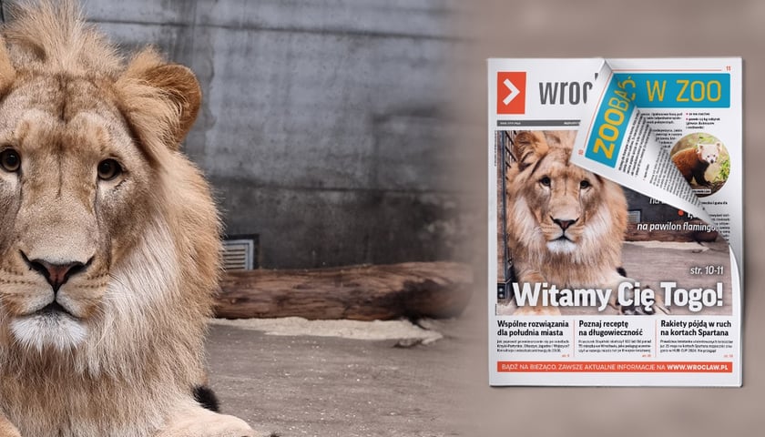 Togo - nowy lew we wrocławskim ogrodzi zoologicznym