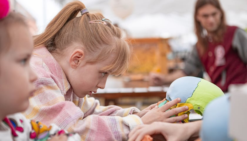 Kilkuletnia dziewczynka wpatrzona w model czaszki człowieka. Naukowy piknik u Przyrodników, Wrocław ul. Pawłowicka 91, 11.05.2024