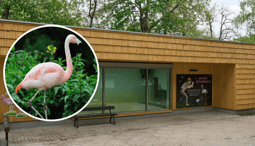 W czwartek otwarcie nowego pawilonu dla flamingów w ZOO