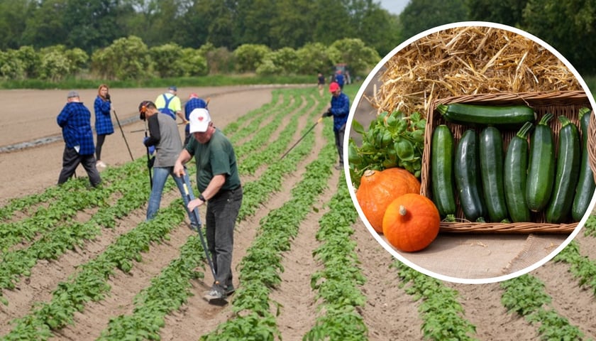 Farma Miejska z eko warzywami. Na zdjęciu pole z warzywami i pracownicy, w kółku z prawej warzywa
