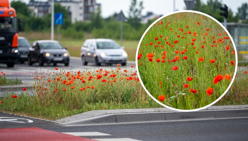 Kwitnące maki przy ul. Kosmonautów