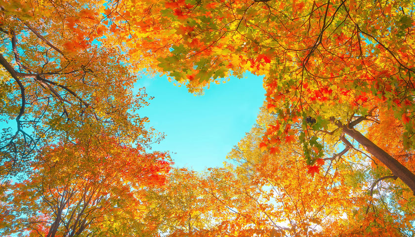 Na zdjęciu jesienne drzewa. Sprawdź, kiedy zaczyna się astronomiczna i kalendarzowa jesień!