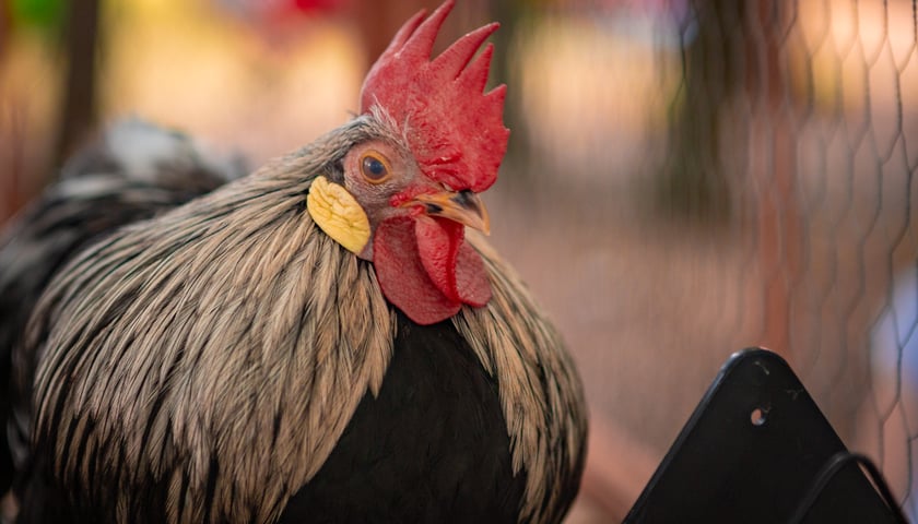 Targ rolny i piknik rodzinny na ul. Zwycięskiej, 29 czerwca 2025 r.