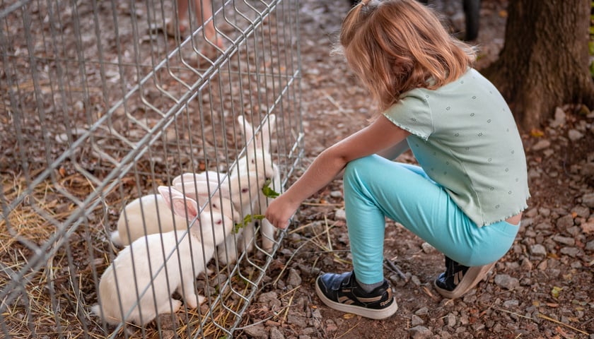 Targ rolny i piknik rodzinny na ul. Zwycięskiej, 29 czerwca 2025 r.