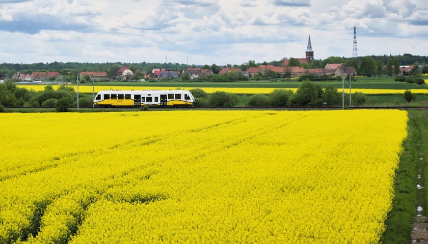 Szynobus KD jadący przez pola rzepaku. 
