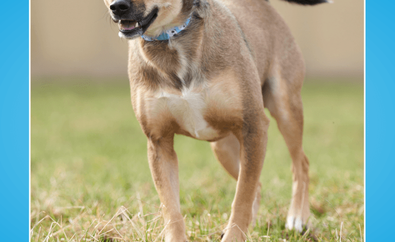 Rico