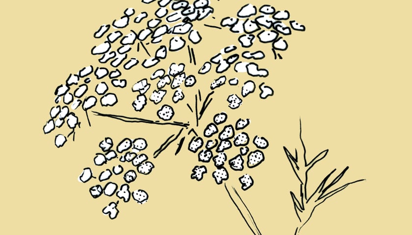 Rysunek kwiatu kminku zwyczajnego. Grafika ilustracyjna.