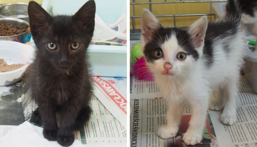 Kocięta do adopcji z wrocławskiego schroniska