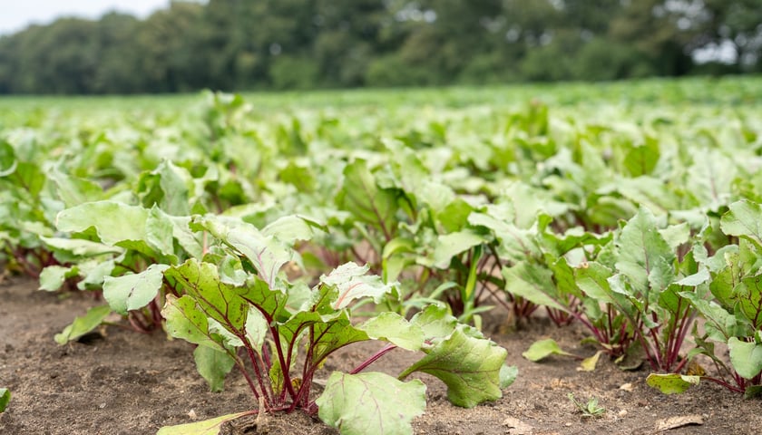 Miejska Farma Wrocławia