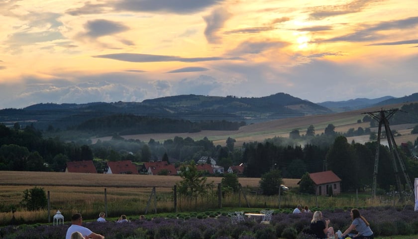 Piknik na lawendowym polu