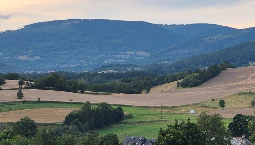 Piknik na lawendowym polu