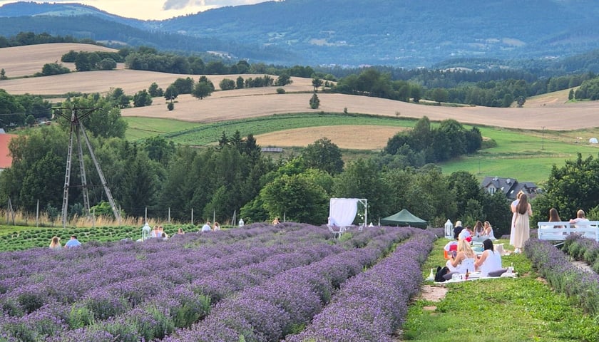 Piknik na lawendowym polu