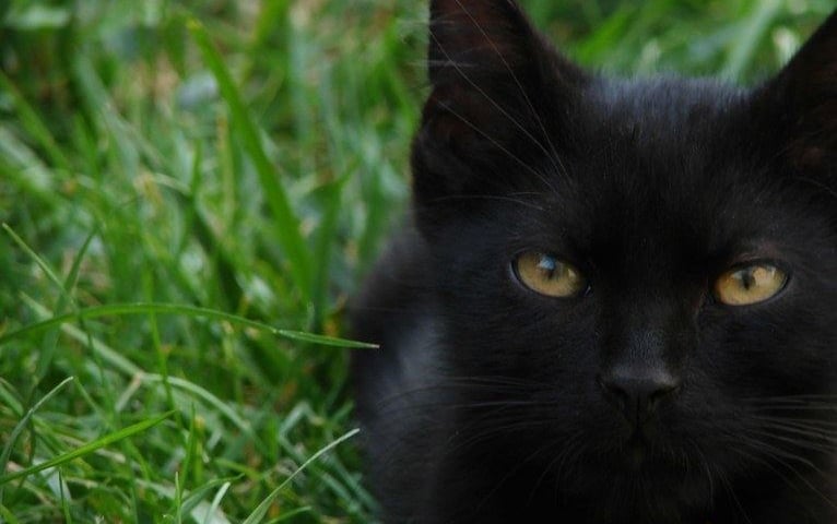 czarny kot, zdjęcie ilustracyjne