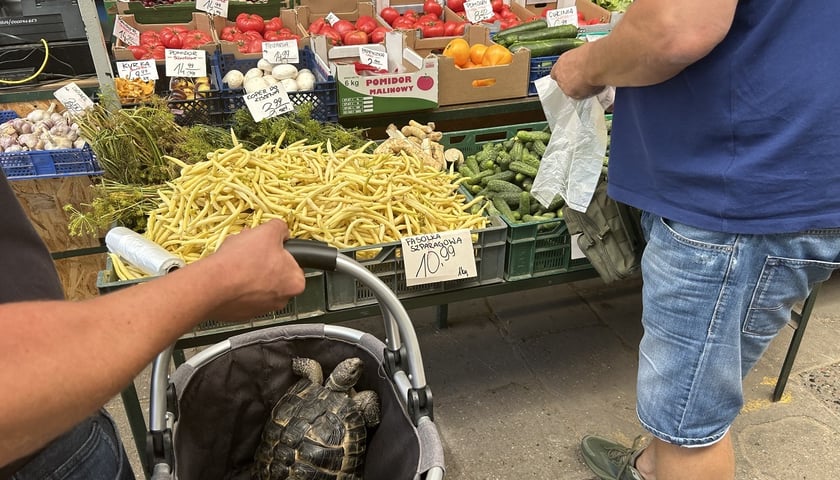 Żółw w wiadrze - to częsty bywalec targowiska Komandor przy ul. Radosnej