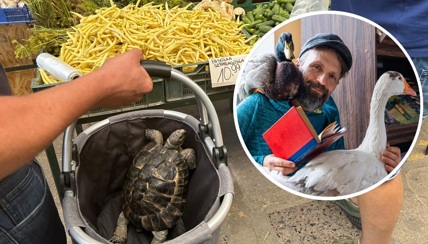 Nietypowi klienci na targowiskach. Oni doceniają świeży towar! 