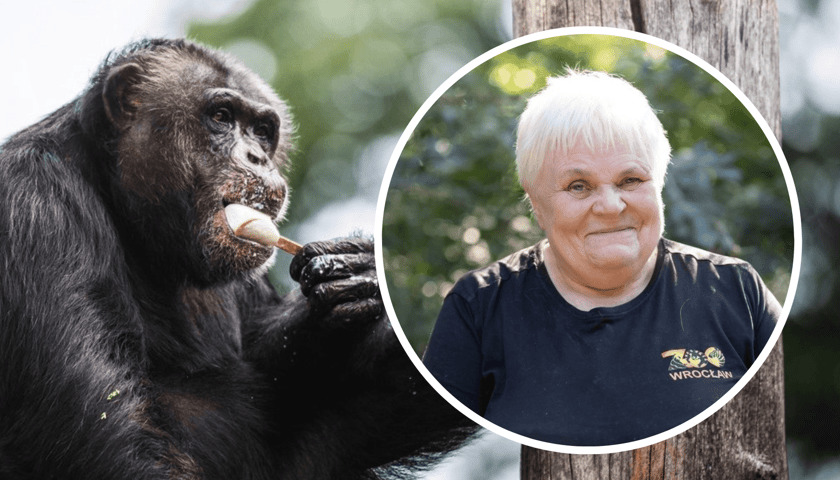 Kolaż dwóch zdjęć: w kółku pani Elżbieta Gajewska, która od 50 lat opiekuje się małpami we wrocławskim zoo, w tle jeden z jej podopiecznych
