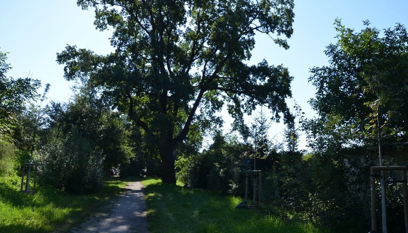 Stary dąb, około 150 krok&oacute;w od G&oacute;rki Szczepińskiej.