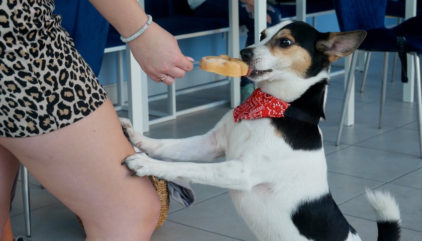 <p>Psy w kawiarni Cake Dogs</p>