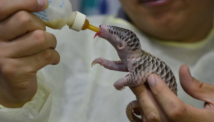 <p>Mały pangolin</p>