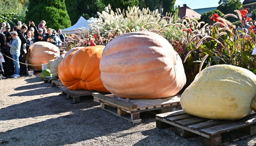 Podczas Festiwalu Dyni w Ogrodzie Botanicznym we Wrocławiu rozstrzygany jest konkurs na największą dynię w sezonie.
