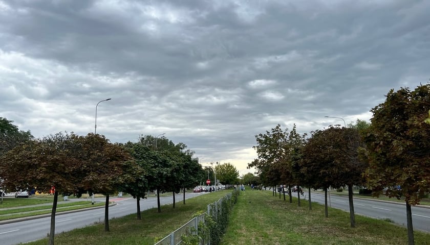 <p>Będą nowe drzewa na&nbsp;al. Armii Krajowej</p>