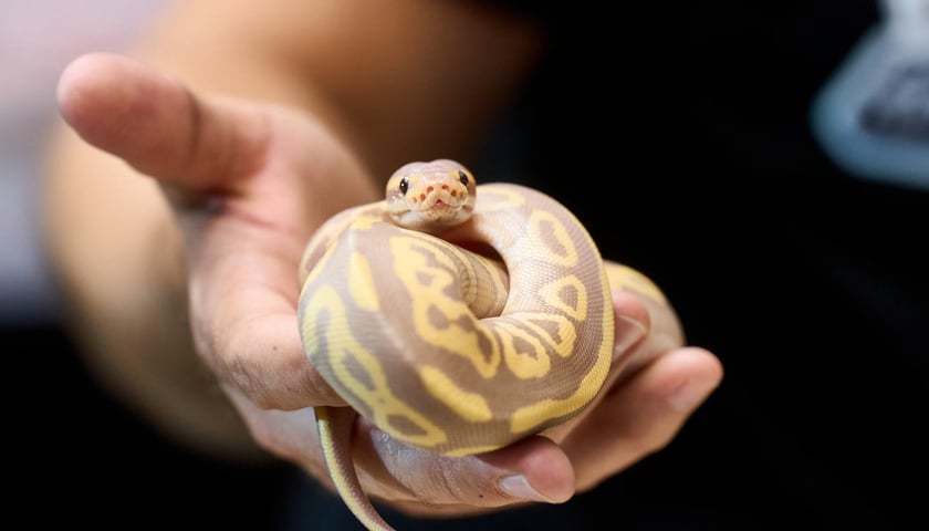 Wąż na ZooEgzotyka Wrocław w Hali Orbita