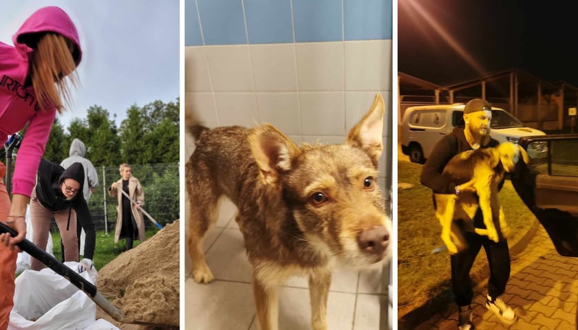 Zestaw 3 zdjęć. Od lewej sypanie worków z piaskiem w TOZ we Wrocławiu i psy uratowane ze schroniska w Kłodzku